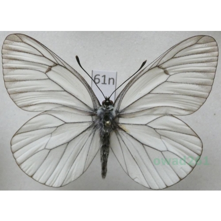 Aporia crataegi (Linnaeus, 1758) male Niestrzęp głogowiec Poland61n